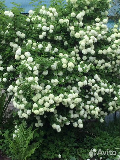 Калина бульденеж