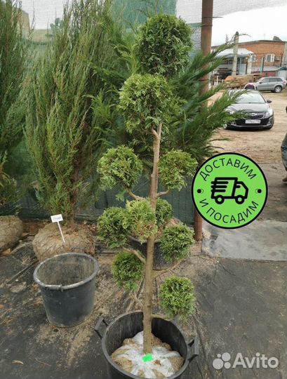 Туя Колумна Формированная