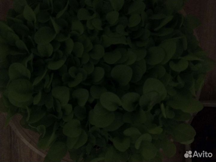 Рассада табака