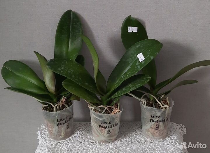 Phal. Leco Fantastic
