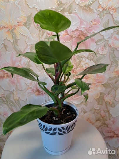 Филодендрон белый рыцарь