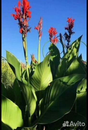 Георгины Канны