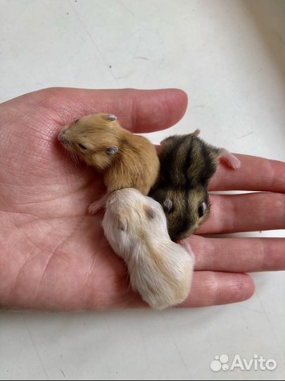 Хомяк. Не кусается. Продажа/Передержка