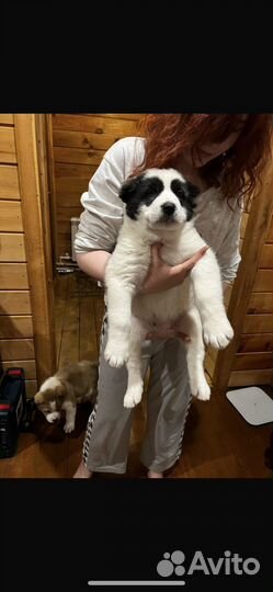 Щенки сао алабай