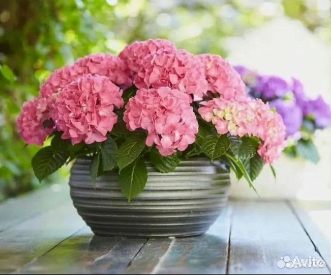 Гортензия Таблетензия Пинк и Пурпл