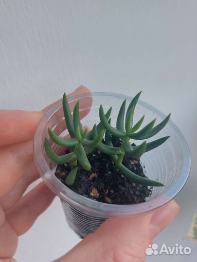 Суккуленты 2