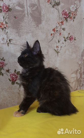 Курилький бобтейл девочка