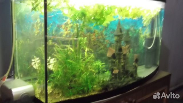 Аквариум