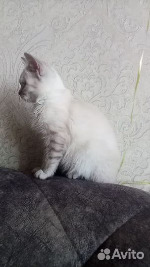 Шотландские вислоухие, прямоухие(фолды и страйты)