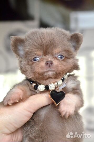 Лиловый мальчик мишка д/ш