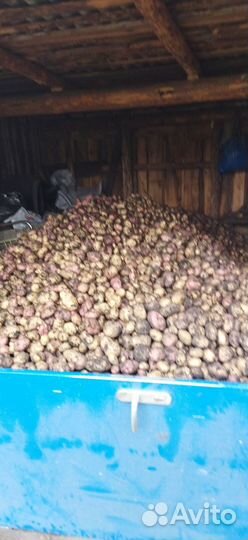 Продам картофель