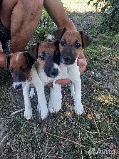 Фокстерьер