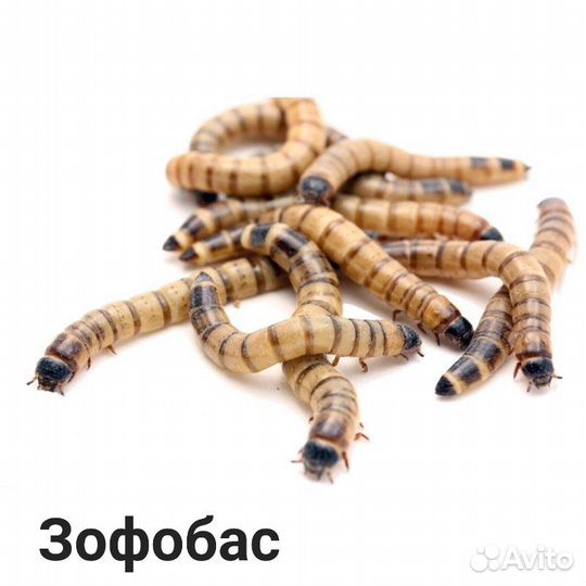 Насекомые, тараканы, зофобас, бражник, сверчки