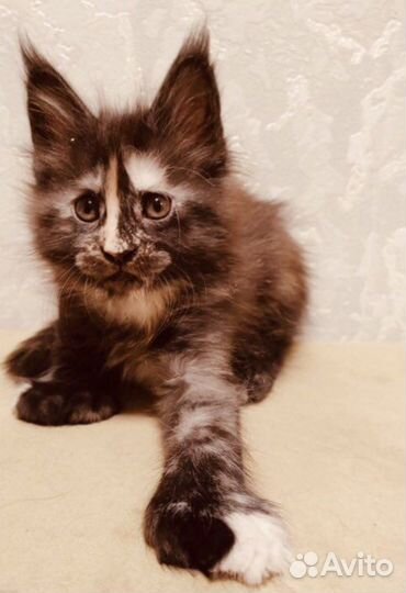 Мейн кун полидакты и классики котята и вязка