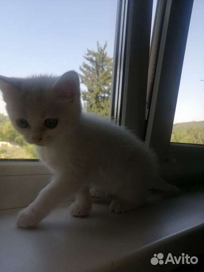Котёнок бесплатно