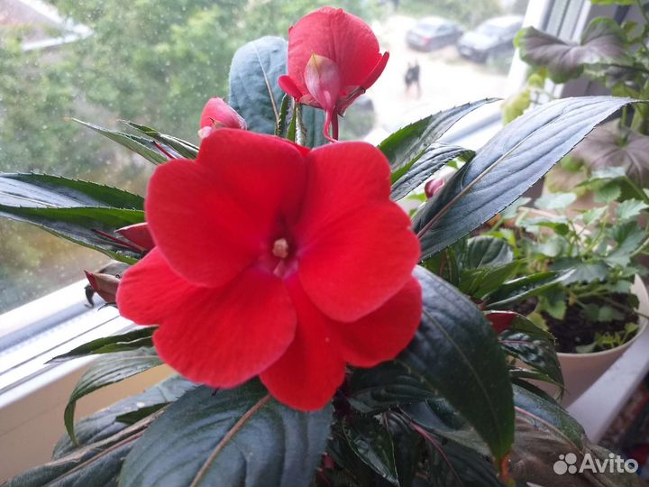 Бальзамины новогвинейские