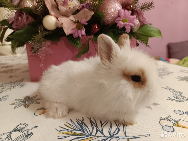 Декоративные кролики