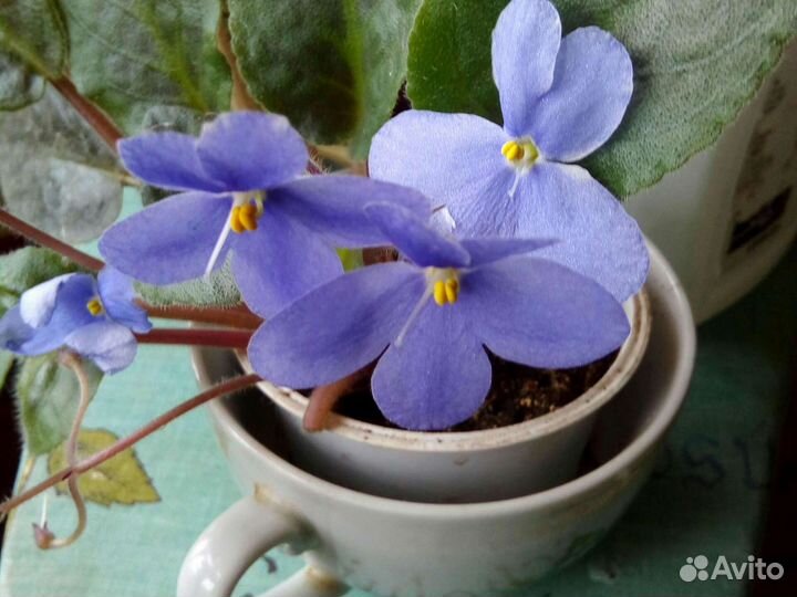 Комнатные расстения