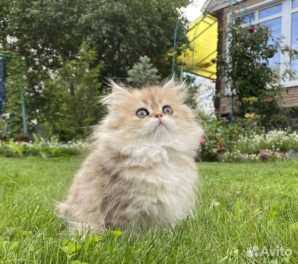 Длинношерстные британские шиншиллы