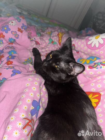 Черная кошка котенок