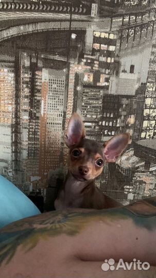 Той-терьер щенки