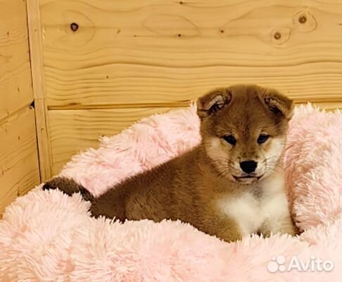 Мальчишки. Сиба ину