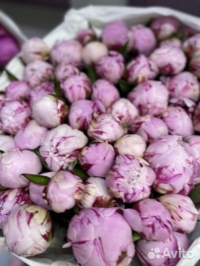 Цветы пионы