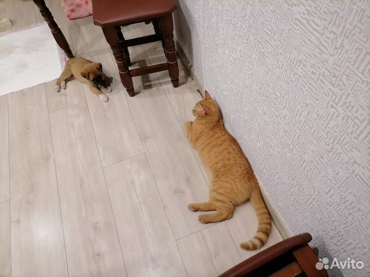 Собака в добрые руки щенок