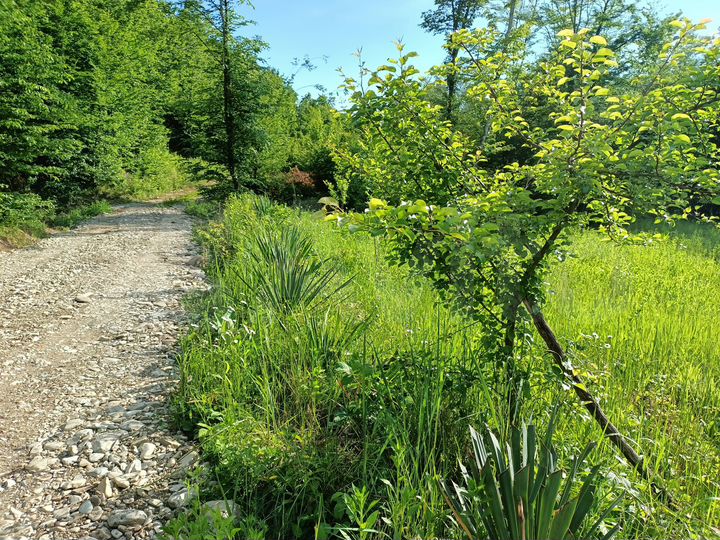 Участок 5 сот. (СНТ, ДНП)