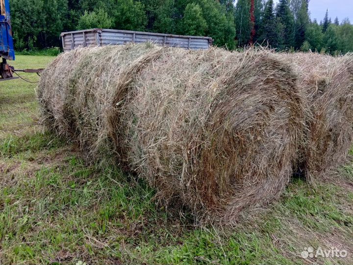 Сено в рулонах