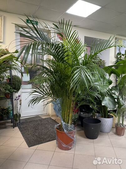 Пальма арека дипсис h200 34d