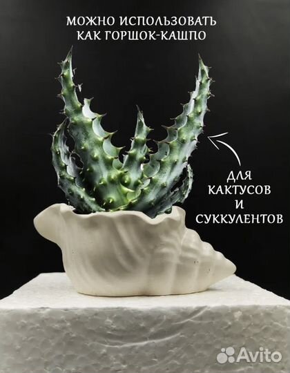 Декоративные ракушки из гипса