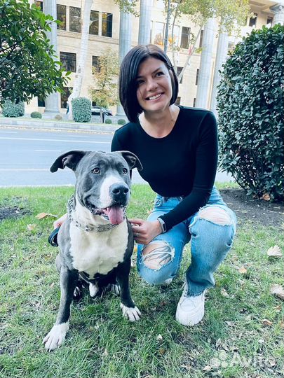 Передержка собак