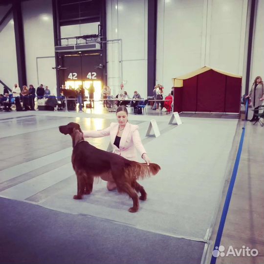 Ирландский сеттер, вязка