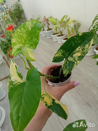 Сингониум империал Еллоу