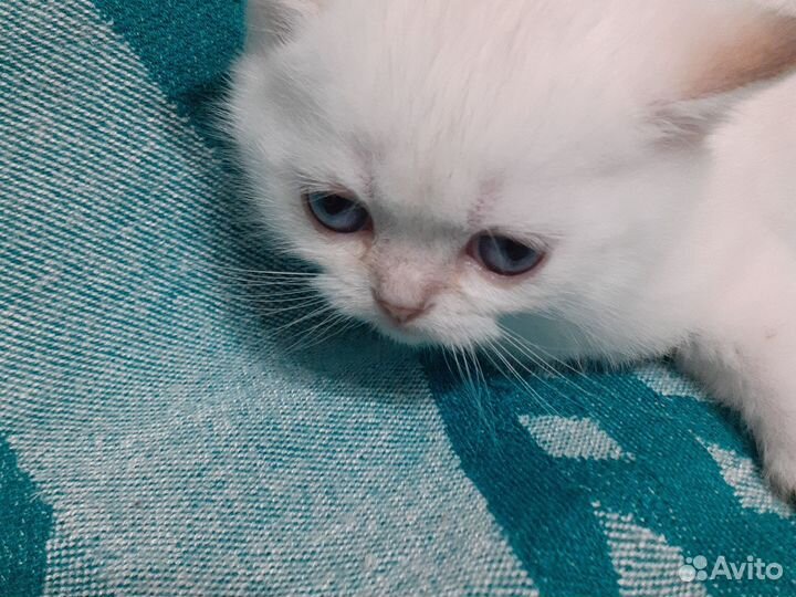Золотая шиншилла