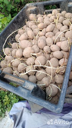 Продам картофель домашний