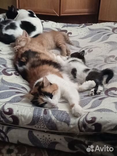 Котята в добрые руки