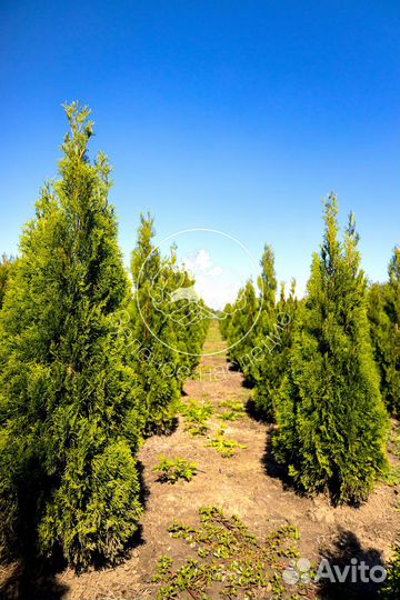 Туя Смарагд 1 м