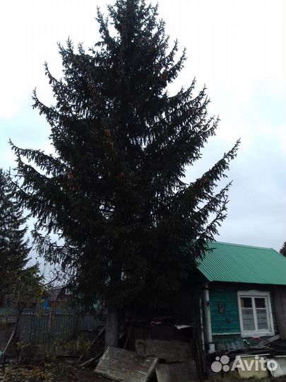 Елка живая 15 метров