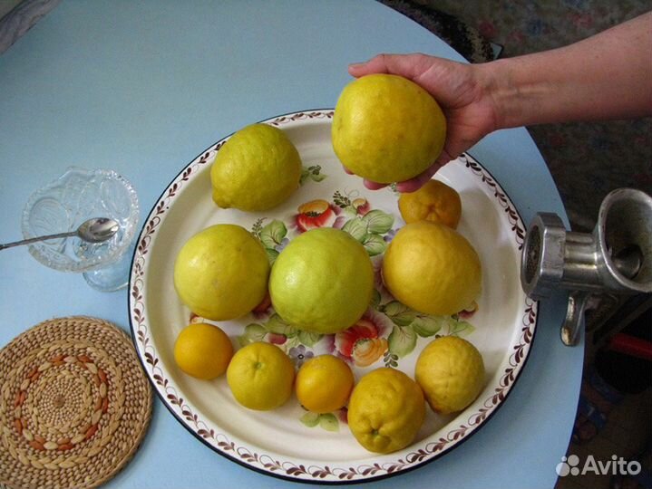 Продам комнатный чудо-лимон