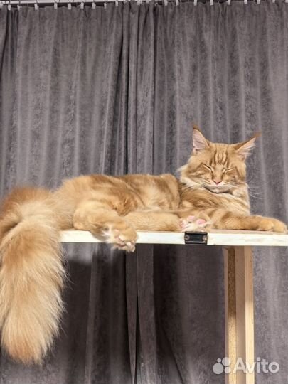 Кот мейн-кун вязка