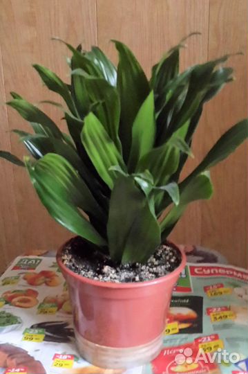 Комнатные растения