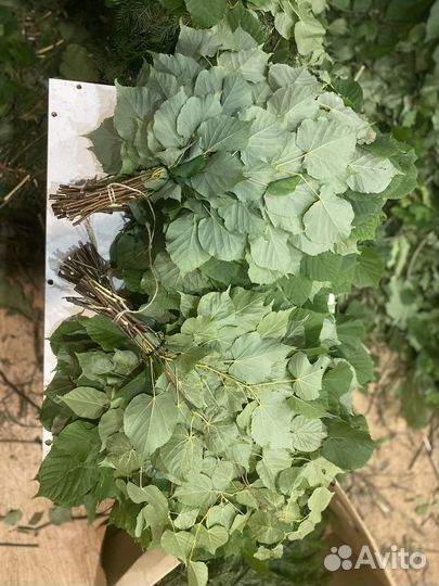 Веник липовый 2024г июль