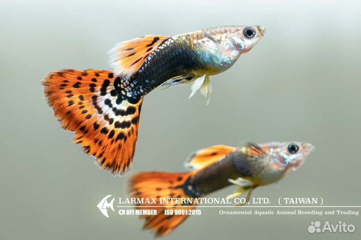 Рыбки гуппи