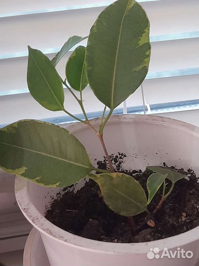 Фикус бенджамина