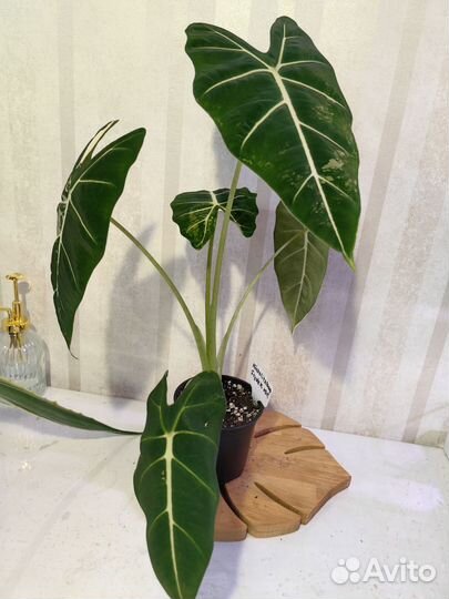 Алоказия фрайдек вар