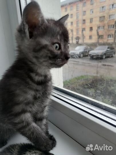 Обычная непородистая