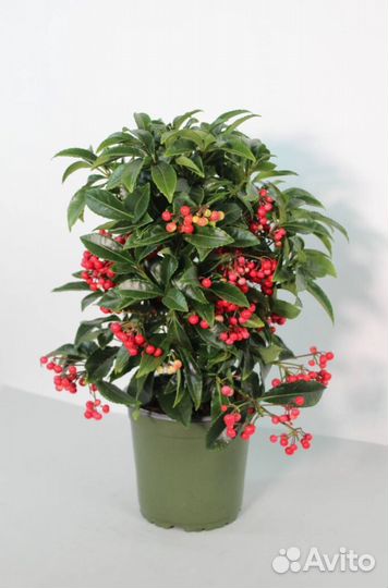 Ардизия Grenata