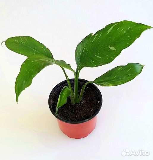 Спатифиллум вариегатный